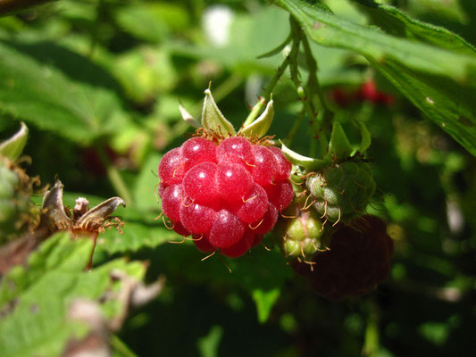 Himbeere (Rubus idaeus)