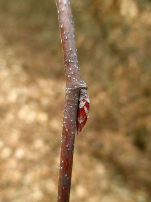 Edel-Hainbuche (Carpinus betulus) | Knospe