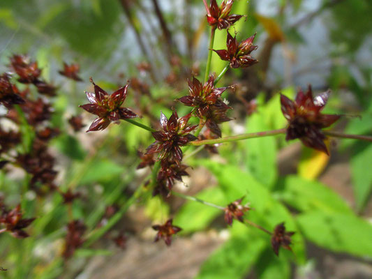 Glieder-Simse (Juncus articulatus)