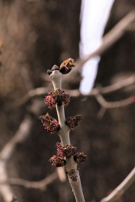 Gewöhnliche Esche (Fraxinus excelsior)