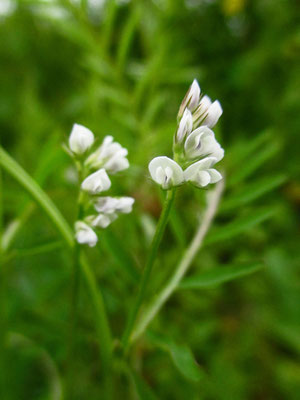 Zweisamen-Wicke (Vicia hirsuta)