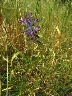 Schopf-Traubenhyazinthe (Muscari comosum)