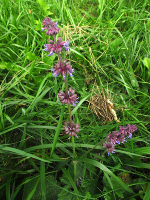 Quirl-Salbei (Salvia verticillata)