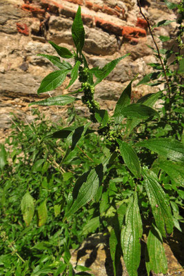 Aufrecht-Glaskraut (Parietaria officinalis)