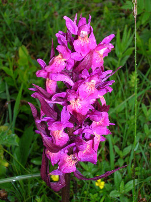 Holunder-Fingerwurz (Dactylorhiza sambucina)