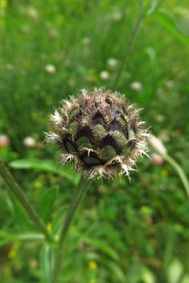 Skabiosen-Flockenblume (Centaurea scabiosa)