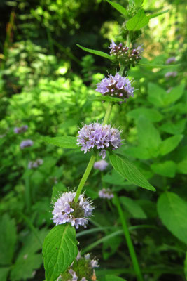 Acker-Minze (Mentha arvensis)