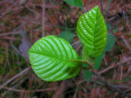 Faulbaum (Frangula alnus)