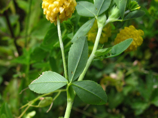 Gold-Klee (Trifolium aureum)