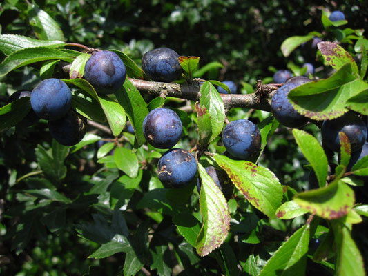 Schlehdorn (Prunus spinosa)