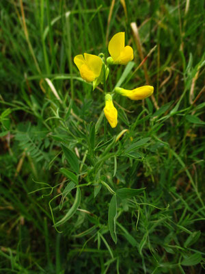 Wiesen-Platterbse (Lathyrus pratensis)