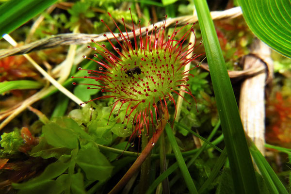 Rundblatt-Sonnentau (Drosera rotundifolia)