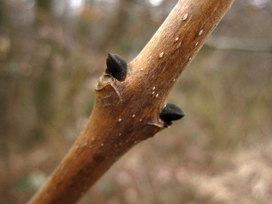 Gewöhnliche Esche (Fraxinus excelsior)