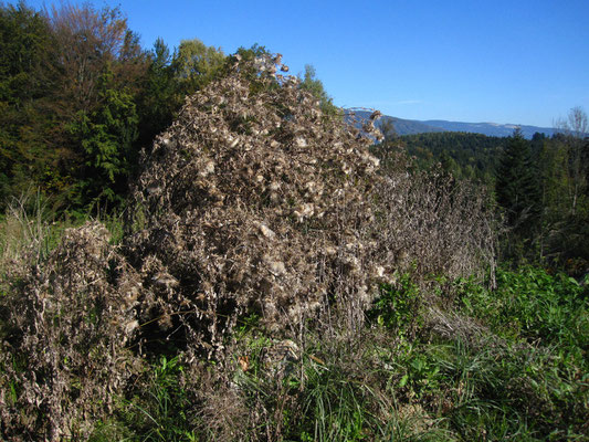 Lanzen-Kratzdistel (Cirsium vulgare)