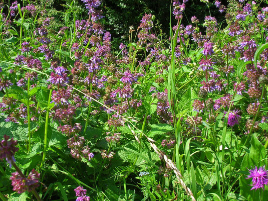 Quirl-Salbei (Salvia verticillata)