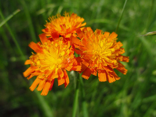 Orange-Habichtskraut (Hieracium aurantiacum)