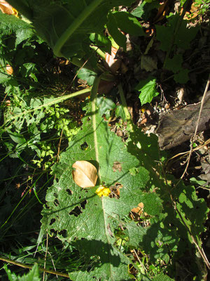 Gewöhnliche Königskerze (Verbascum phlomoides)