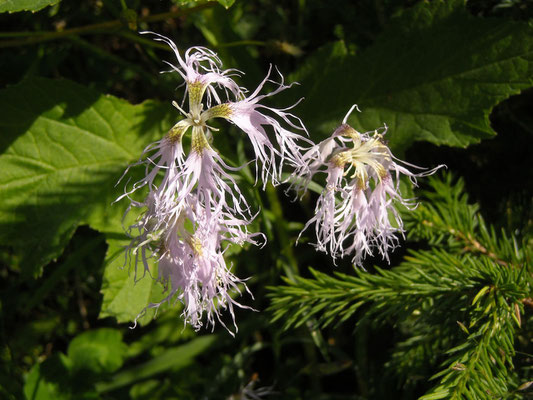 Pracht-Nelke (Dianthus superbus)