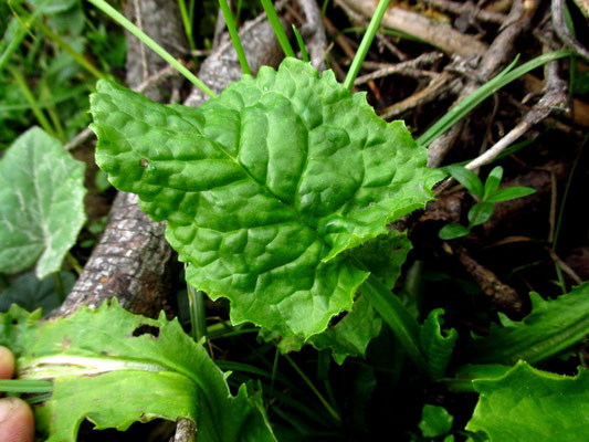 Bach-Aschenkraut (Tephroseris crispa)