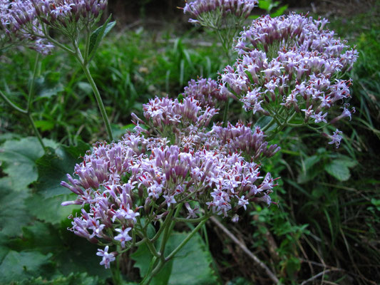 Kalk-Alpendost (Adenostyles glabra)