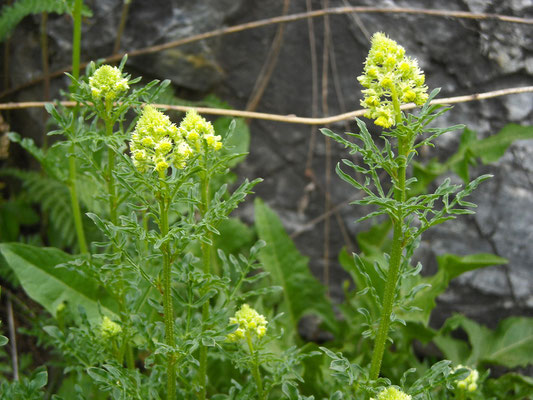 Gelbe Resede (Reseda lutea)