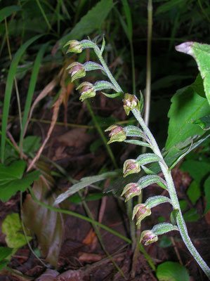 Kleinblatt-Ständelwurz (Epipactis microphylla)