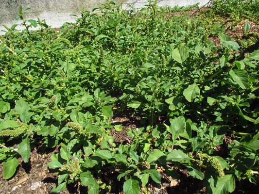 Stutzblatt-Amaranth (Amaranthus blitum)