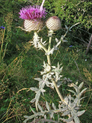 Woll-Kratzdistel (Cirsium eriophorum)