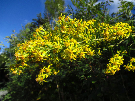 Echte Goldrute (Solidago virgaurea)