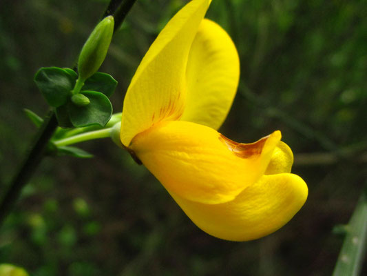 Besenginster (Cytisus scoparius)