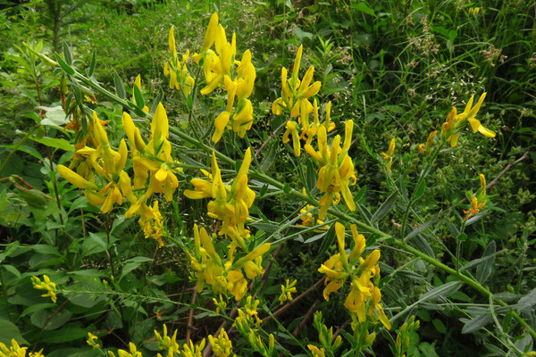 Färber-Ginster (Genista tinctoria)