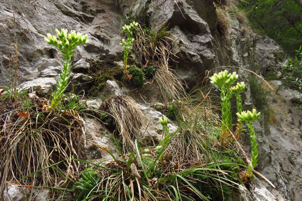 Kurzhaarige Kugel-Fransenhauswurz (Jovibarba globifera subsp. hirta)