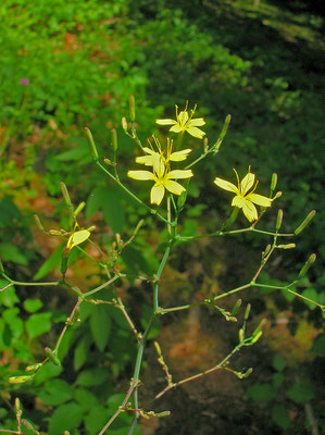 Mauer-Lattich (Lactuca muralis)