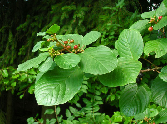 Faulbaum (Frangula alnus)