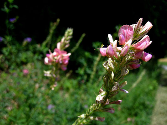 Wiesen-Esparsette (Ononbrychis viciifolia)