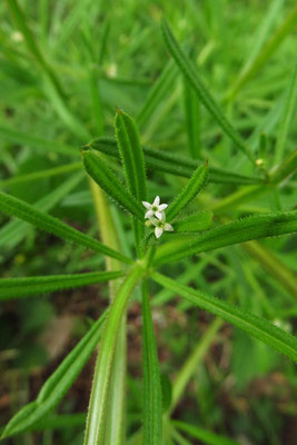 Klett-Labkraut (Galium aparine)