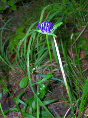 Rundkopf-Teufelskralle (Phyteuma orbiculare)