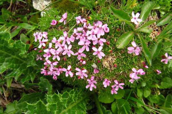 Stängelloses Leimkraut (Silene acaulis) | Fam. Nelkengewächse (Caryophyllaceae)