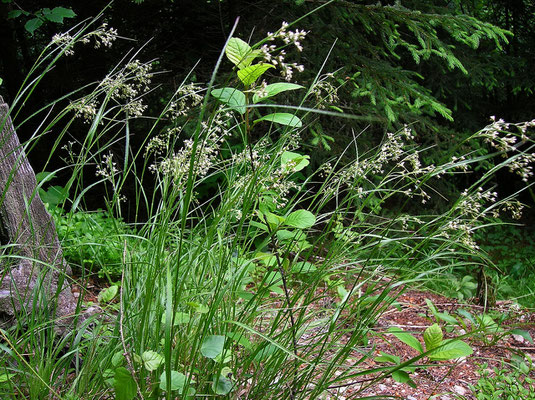 Weiß-Hainsimse (Luzula luzuloides)