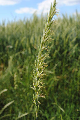 Acker-Quecke (Elymus repens)