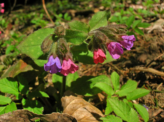 Echtes Lungenkraut (Pulmonaria officinalis)