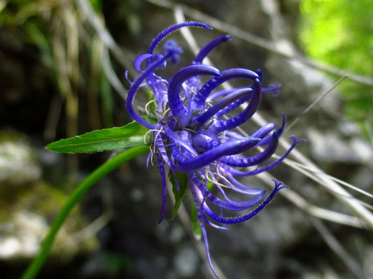 Rundkopf-Teufelskralle (Phyteuma orbiculare)