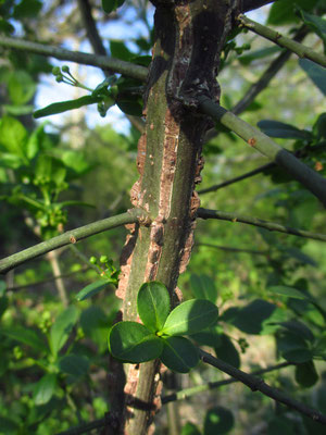 Gewöhnliches Pfaffenkäppchen (Euonymus europaeus)