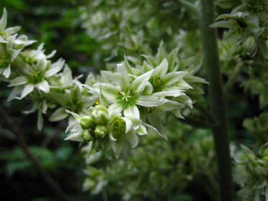 Weißer Germer (Veratrum album)