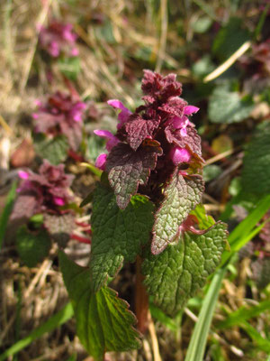 Purpur-Taubnessel (Lamium purpureum)