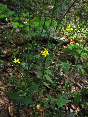 Mauer-Lattich (Lactuca muralis)