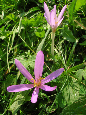 Herbstzeitlose (Colchicum autumnale)