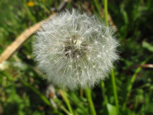 Wiesen-Löwenzahn (Taraxacum officinale agg.)