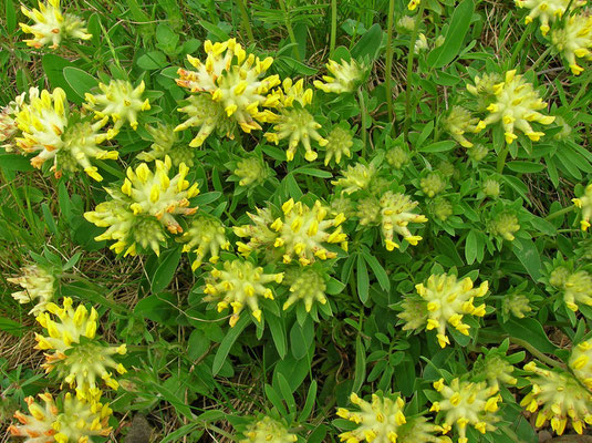 Echter Wundklee (Anthyllis vulneraria)