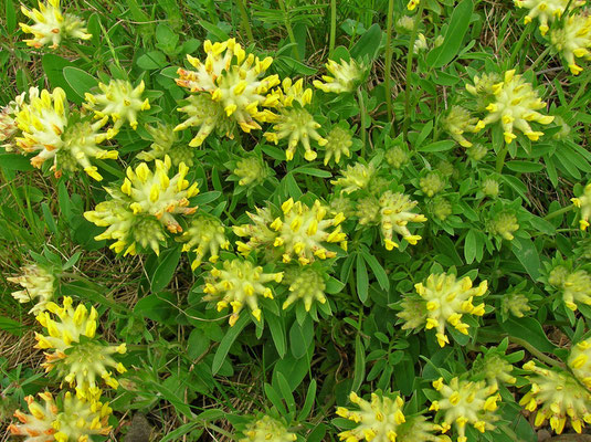 Echter Wundklee (Anthyllis vulneraria)